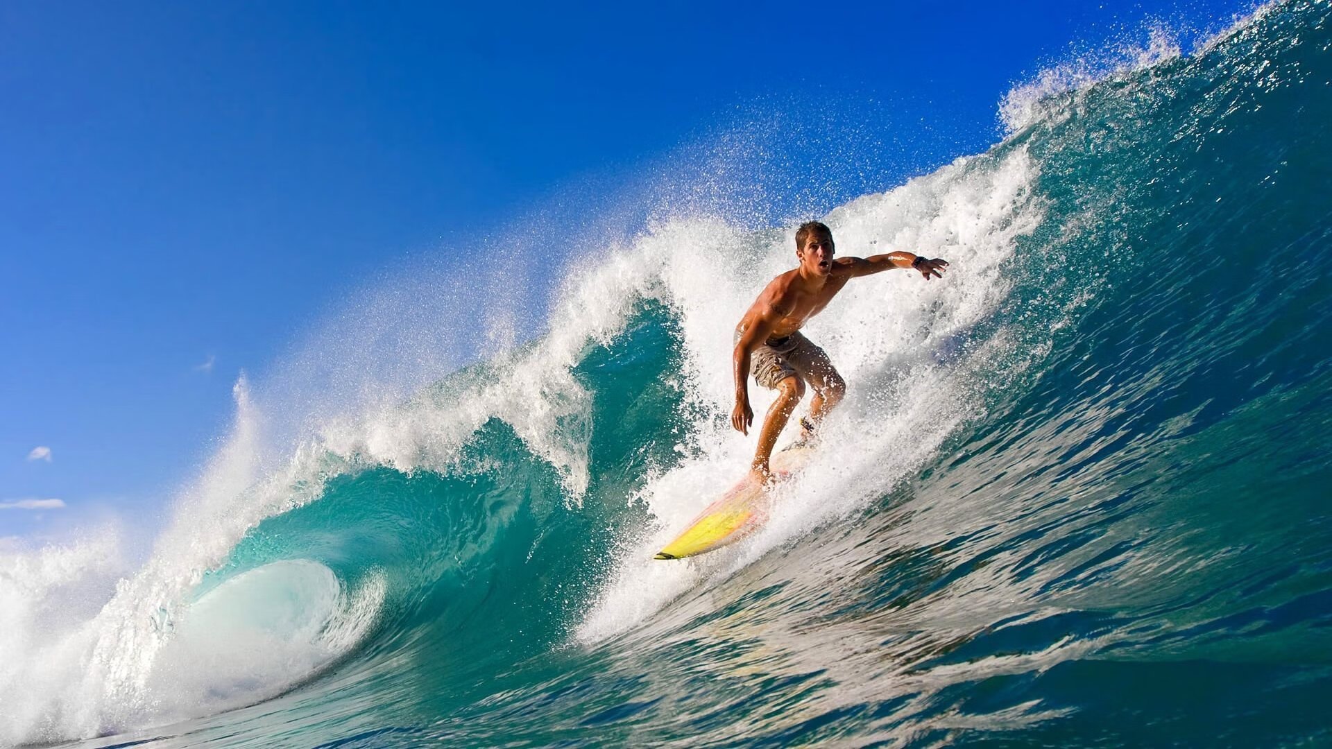 开云体育入口-跨时空的闪电，当波兰铁骑撞上藏獒之魂